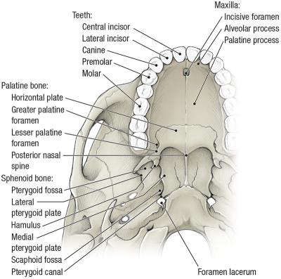 thumbs/Skeleton of Palate.jpeg.jpg